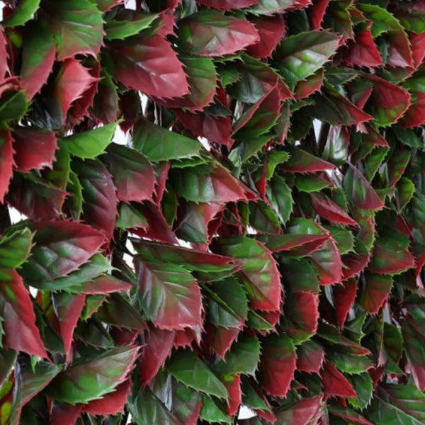 Wonderwal Red Variegated Beech Expandable Trellis | 100 x 200cm 