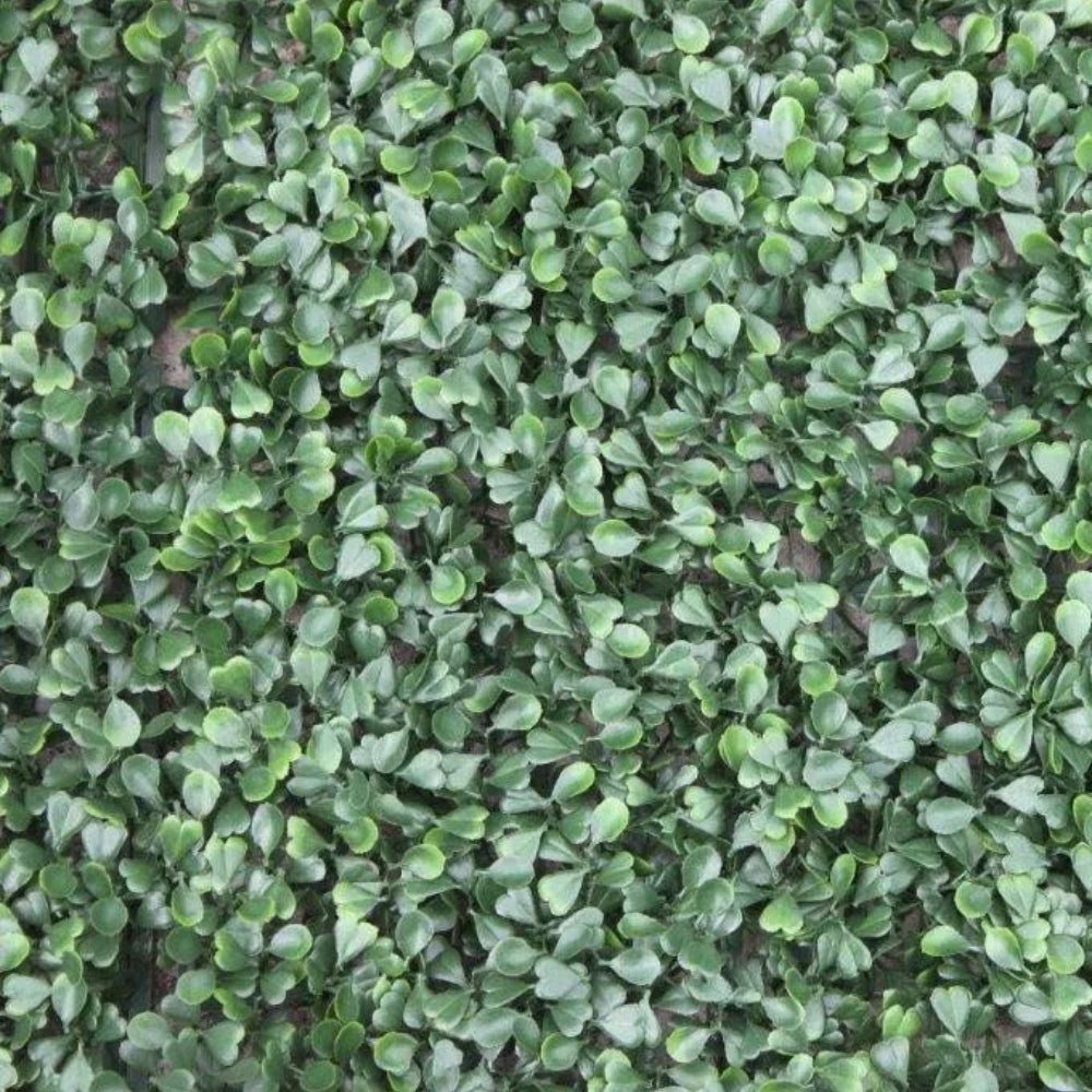 WonderWal Expandable Trellis Buxus Wall Cover | 100 x 100cm