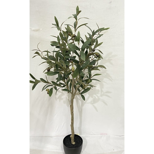 Olive Tree with Moss - 100cm