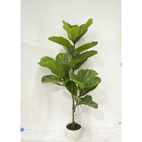 Fig Tree with Moss - 100cm