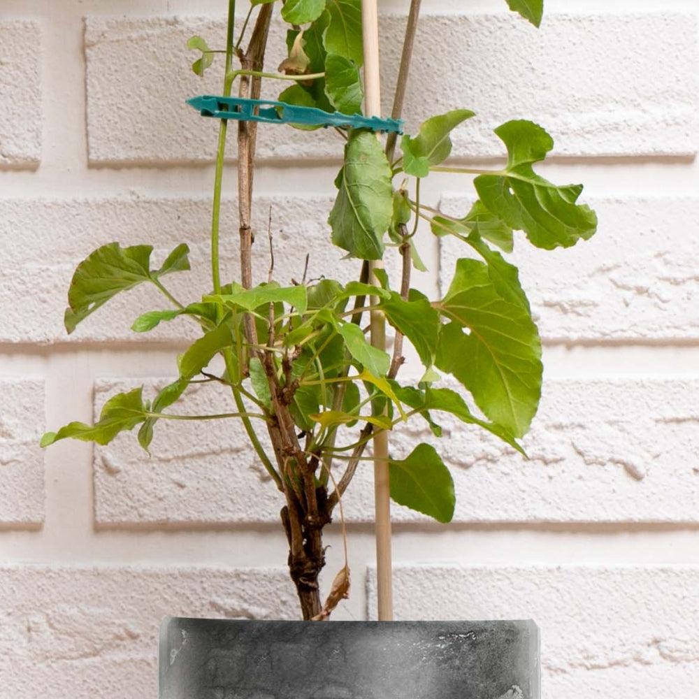 Black + Decker Plant Strips | Pack of 50