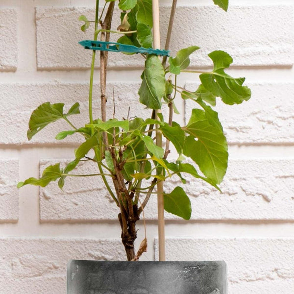 Black + Decker Plant Strips | Pack of 50