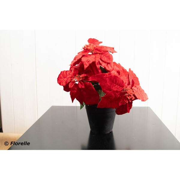 Christmas Red Velvet Poinsettia In Pot - 34cm