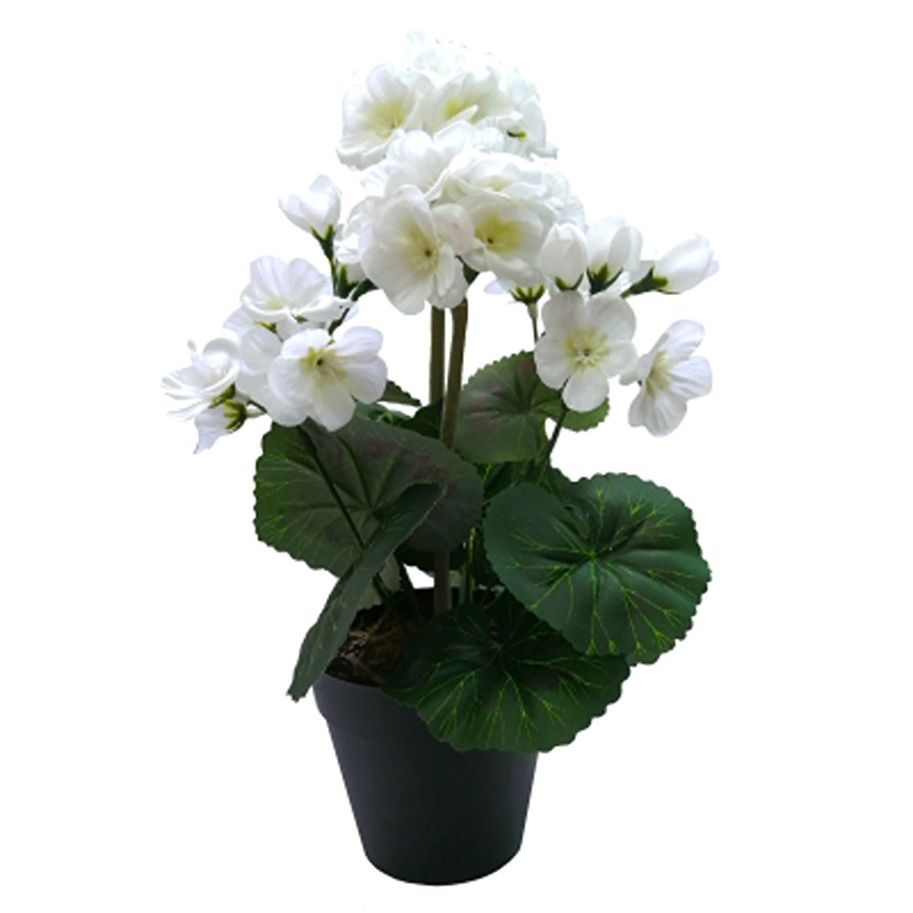 Cream Geranium Floral Arrangement in Pot | 31 cm, Cream Colour