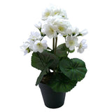 Cream Geranium Floral Arrangement in Pot | 31 cm, Cream Colour