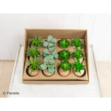 Mini Succulents in Pot Faux Plants | Four Assorted Styles