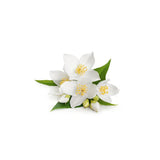 Floral Jasmine Scented Wax Melts Home Fragrance | Pack of 6, 75g