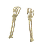 Halloween Light Up Skeleton Arms | Pack of 2, 9 x 5 x 36cm
