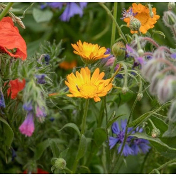 Natures Haven Easy Wildflowers | 1.2kg - Choice Stores