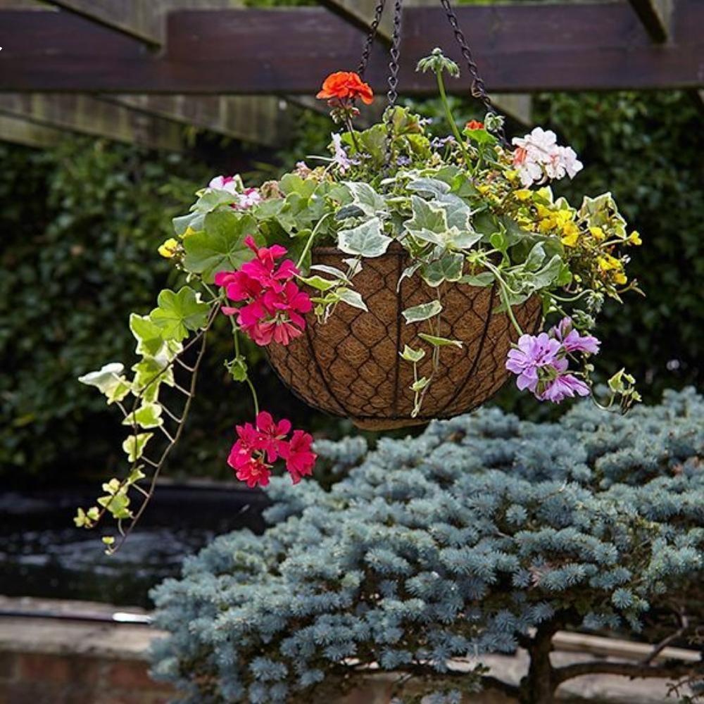 Tom Chambers Decorative Hanging Basket | 30cm - Choice Stores