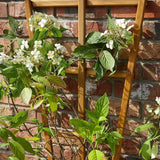Tom Chambers Prestige Wooden Fan Trellis | 180cm x 60cm - Choice Stores