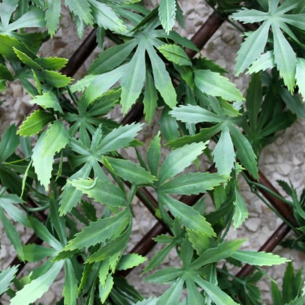 WonderWal Garden Trellis | Low Maintenance | Natural Looking - Choice Stores
