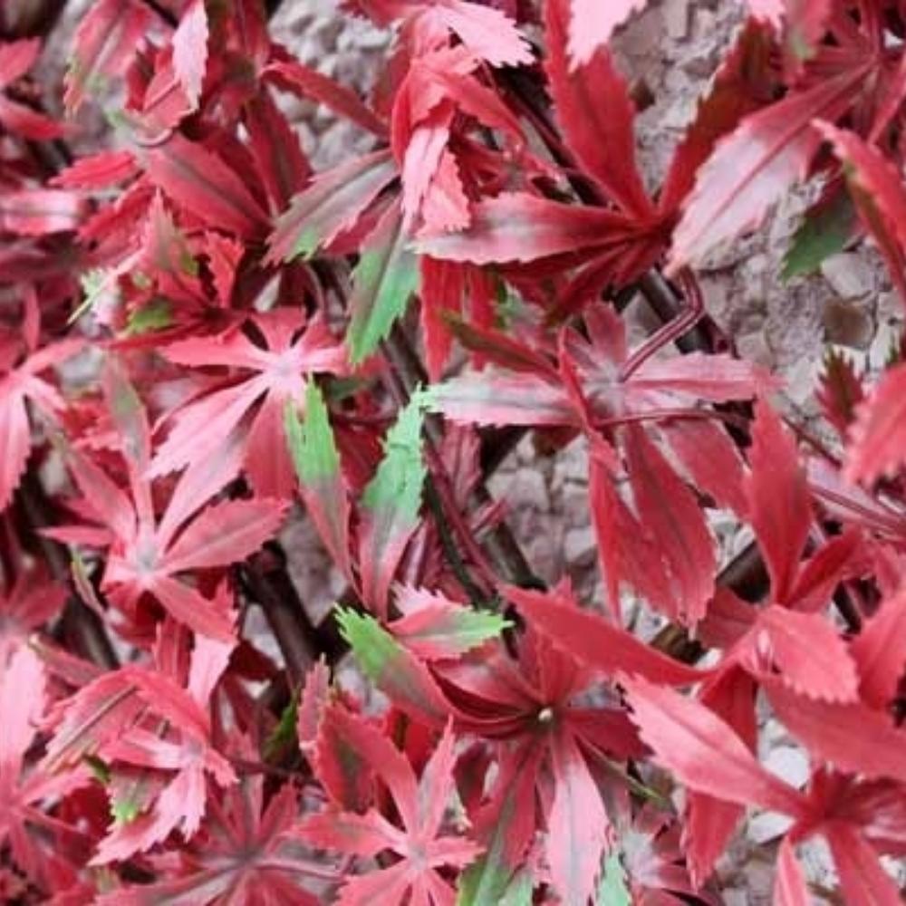 WonderWal Garden Trellis | Low Maintenance | Natural Looking - Choice Stores