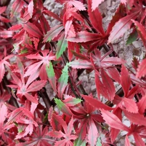 WonderWal Garden Trellis | Low Maintenance | Natural Looking - Choice Stores